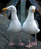 Tours and Sightseeing: Pair of seagulls